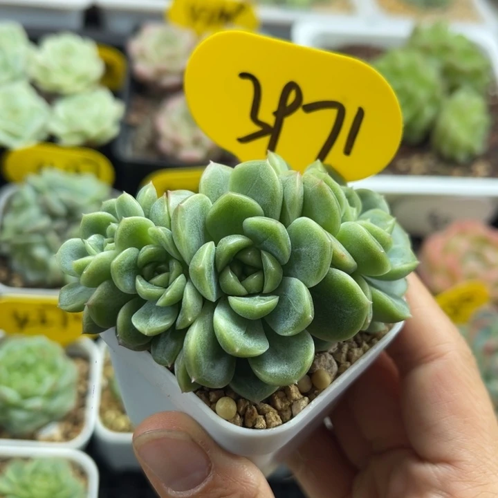 X7油透圆秃朵朵群3971