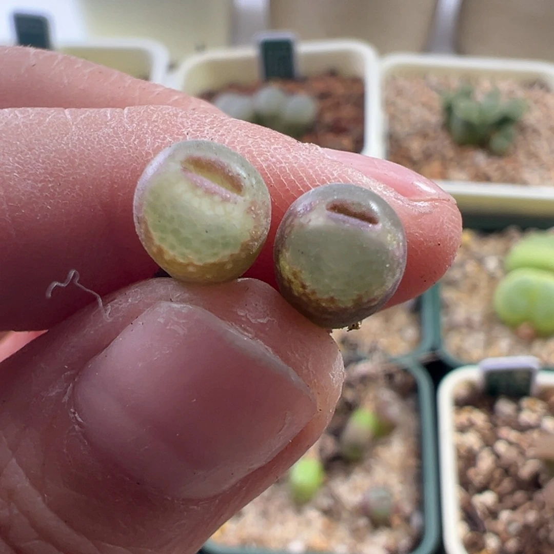 ?**酱728/。安格尼斯 1.5年