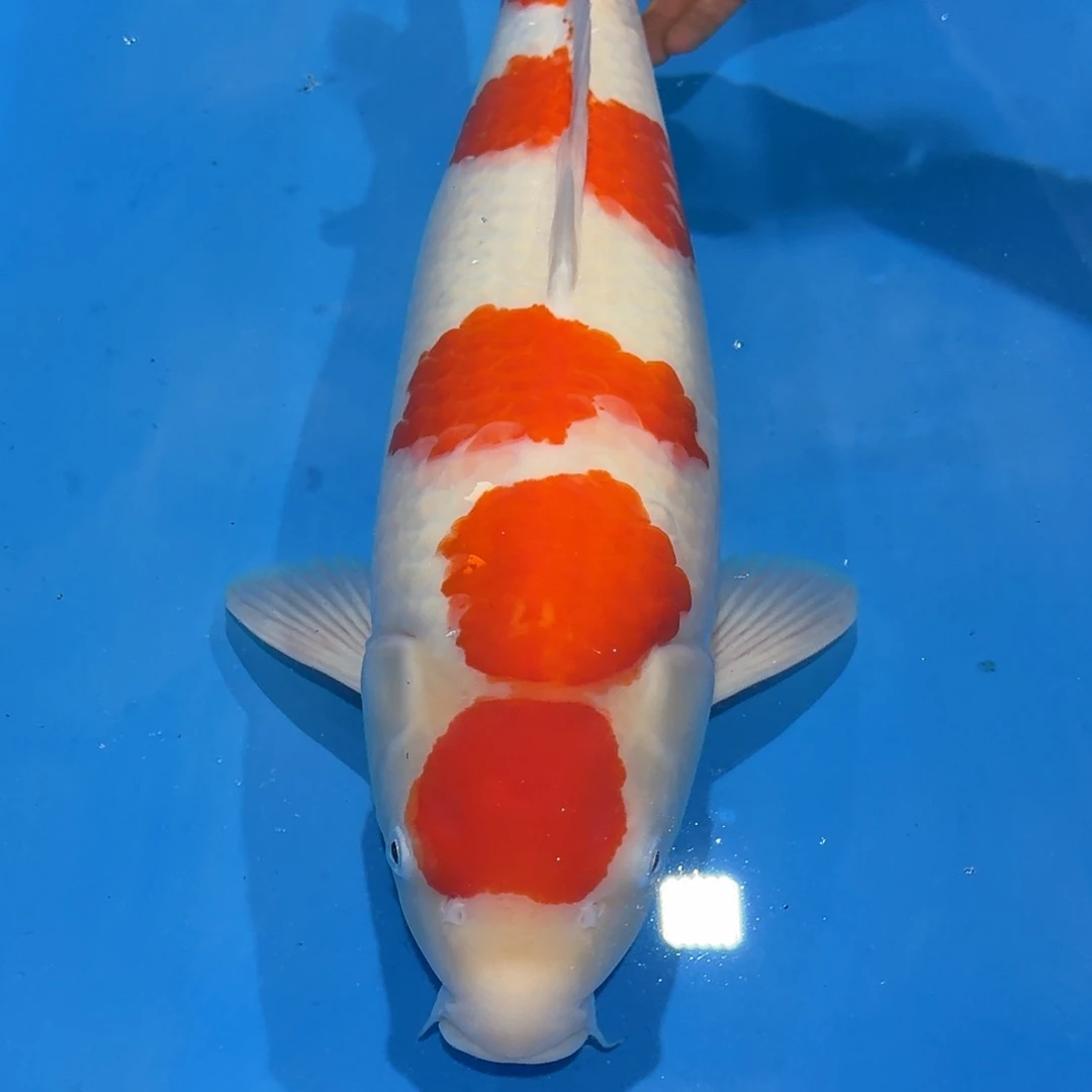 锦鲤佛山兴隆锦鲤养殖有限公司