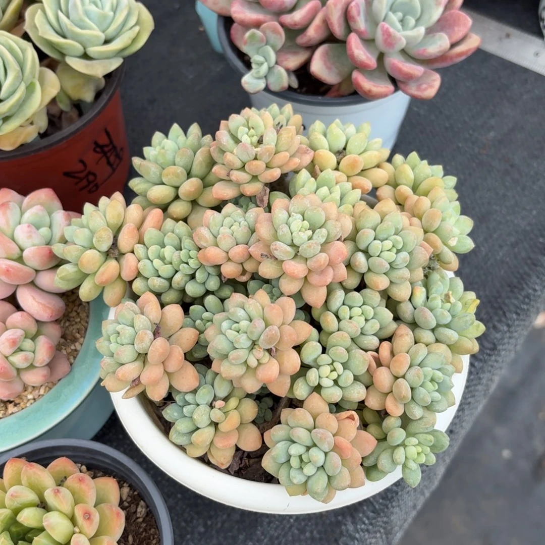 洛可可多肉整群15㎝盆特价