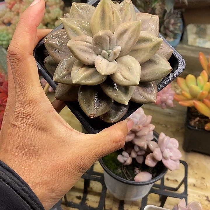 C****多肉植物一物一拍