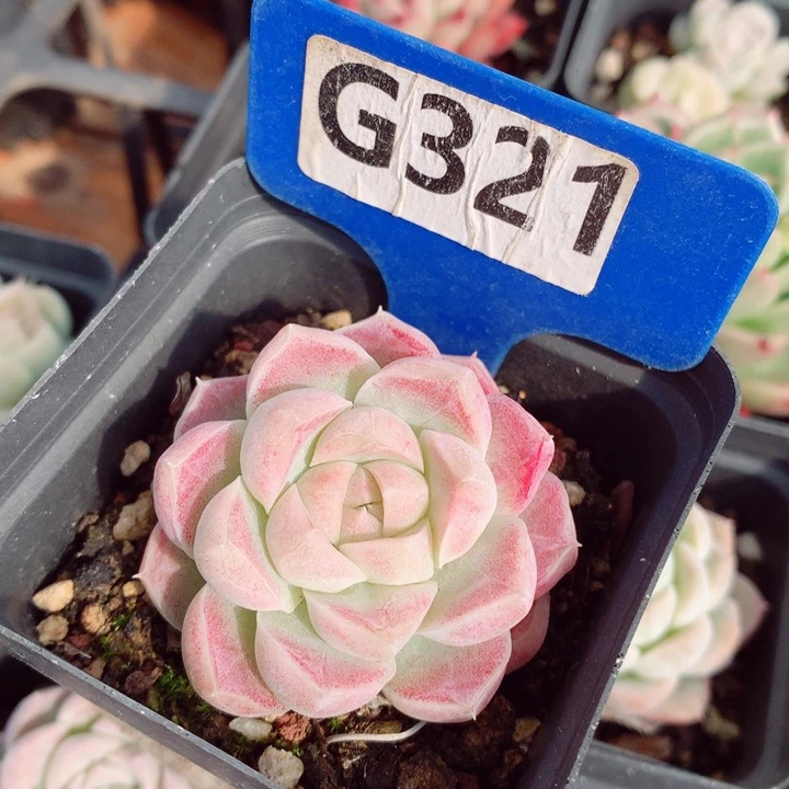 女王5.5cm多肉植物