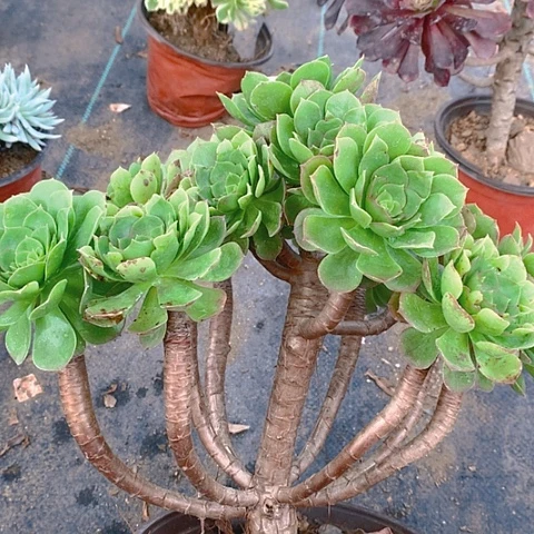 980万圣节多肉植物