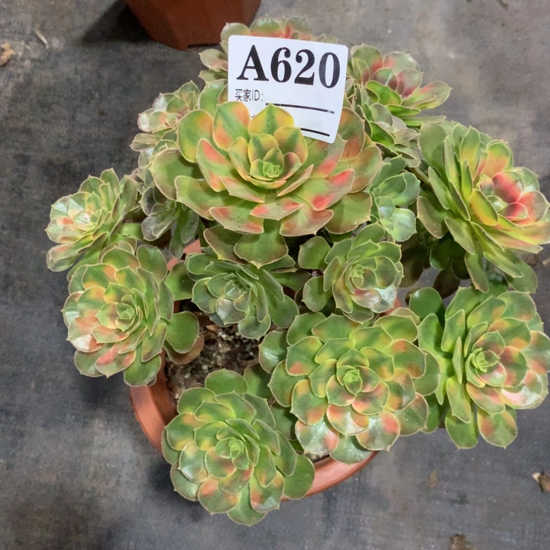秋锦620法师多肉植物450000000