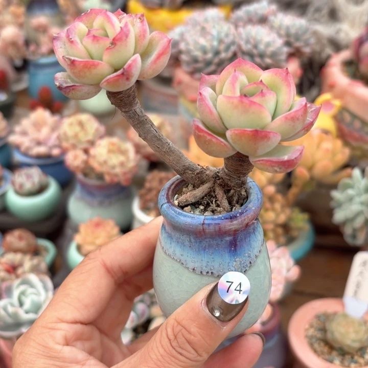 74 多肉含盆土30元包邮除偏远地区