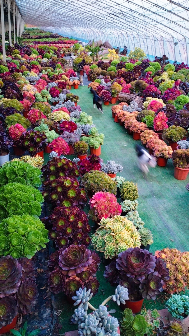 多肉植物绿植批发多肉花盆栽多肉盆栽法师一物一拍供享链接