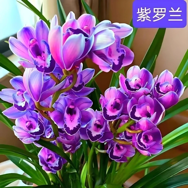 【紫罗兰】大花蕙兰建兰花苗浓香型阳台花卉盆栽室内绿植国兰办公室