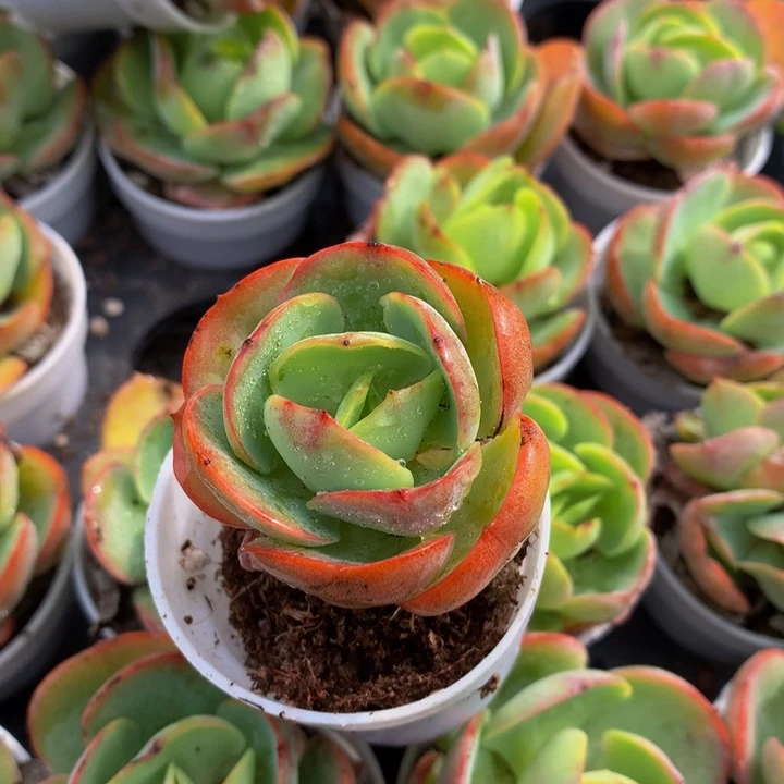 碧桃。         发两颗。