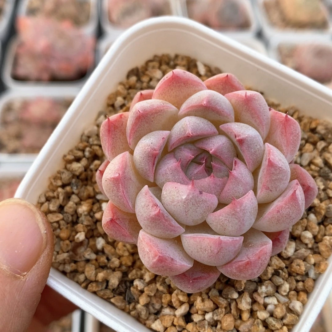 精品多肉一物一拍103