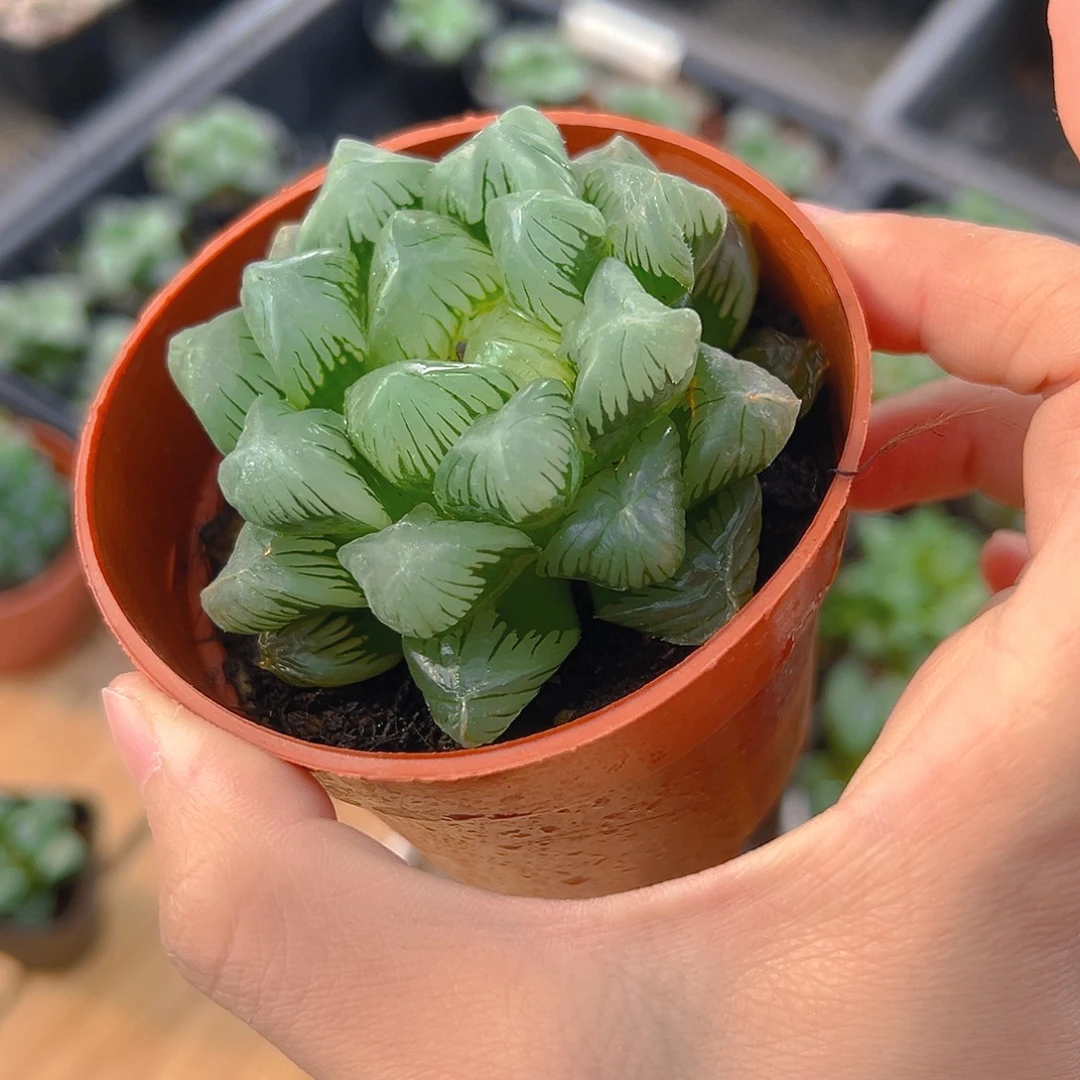 水***晶红盆翡翠玉露多肉1