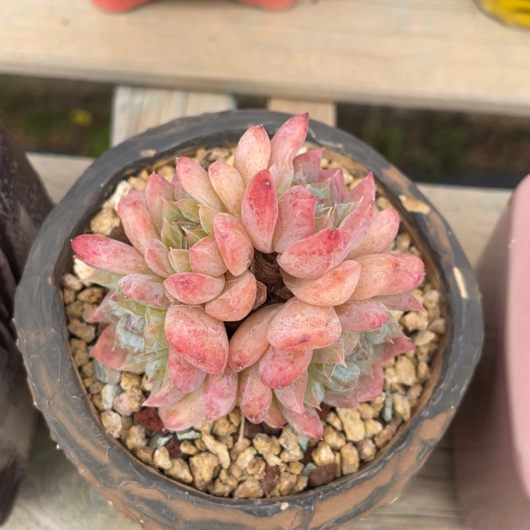 冰魄朵朵缀整装无砍