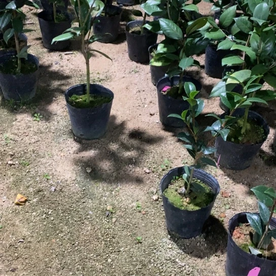 当前无花栽培后可以开花