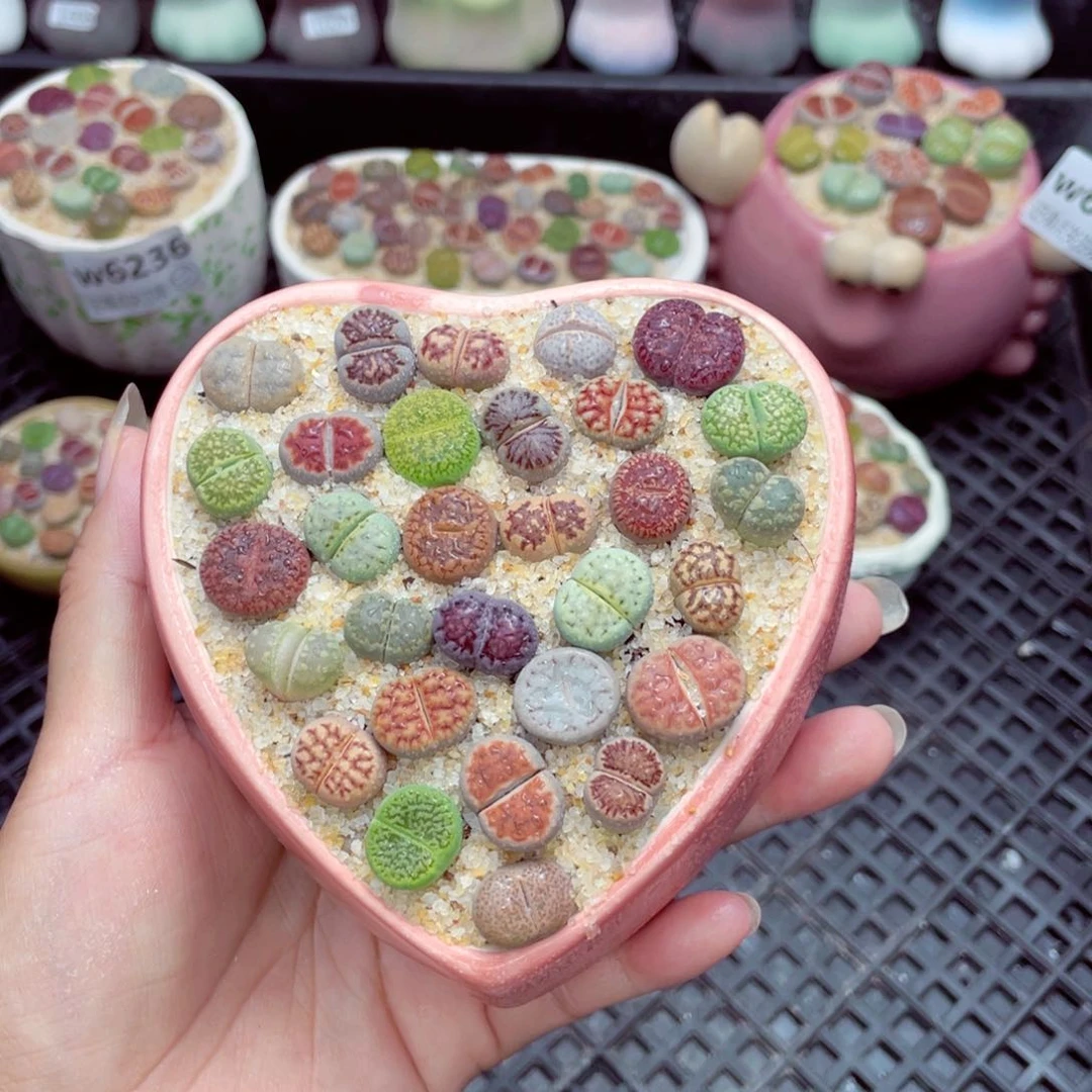 w6242 带盆土发货一物一拍