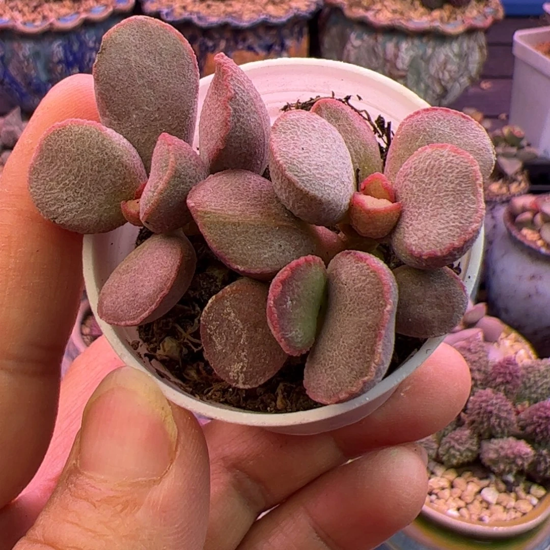 黛安娜 啦啦啦啦啦啦啦