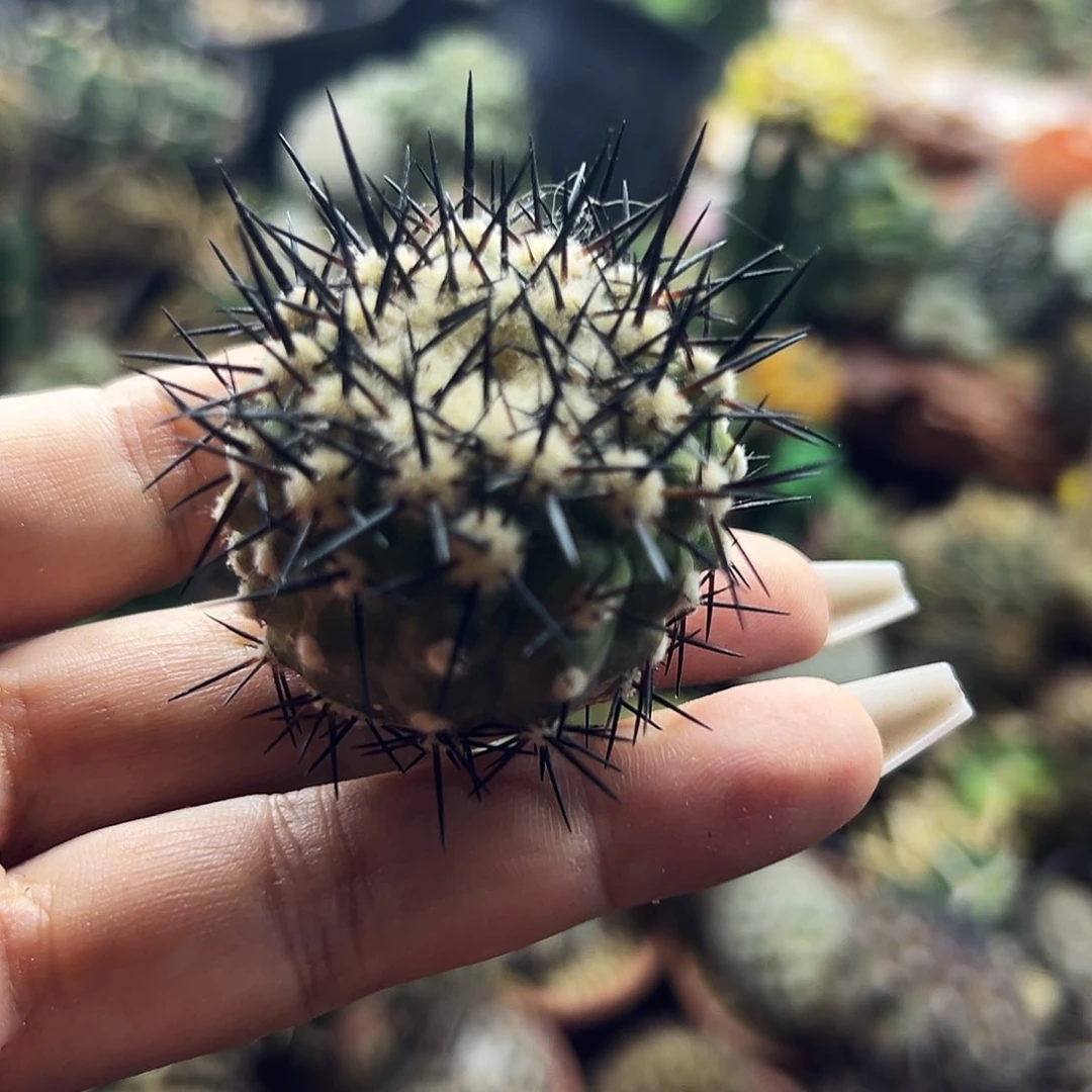 黑王仙人球11111111