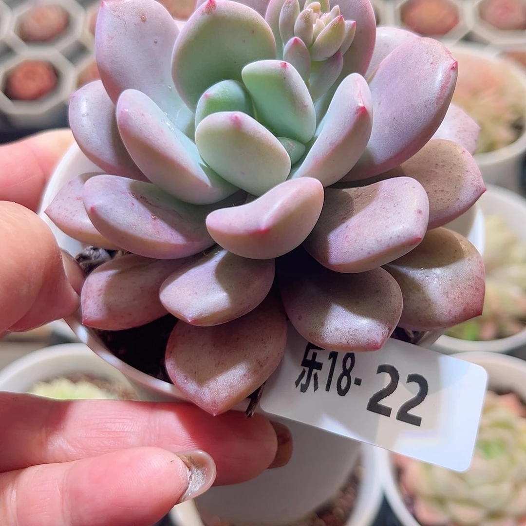 乐18-22 白鹭单头