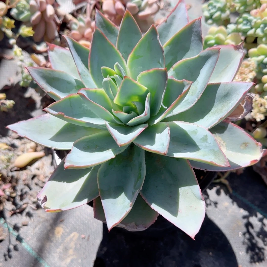 㞢*&蓝光大老桩单头多肉植物