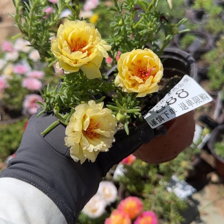 无花朵 887 888 随机一盆超小苗盆口10cm