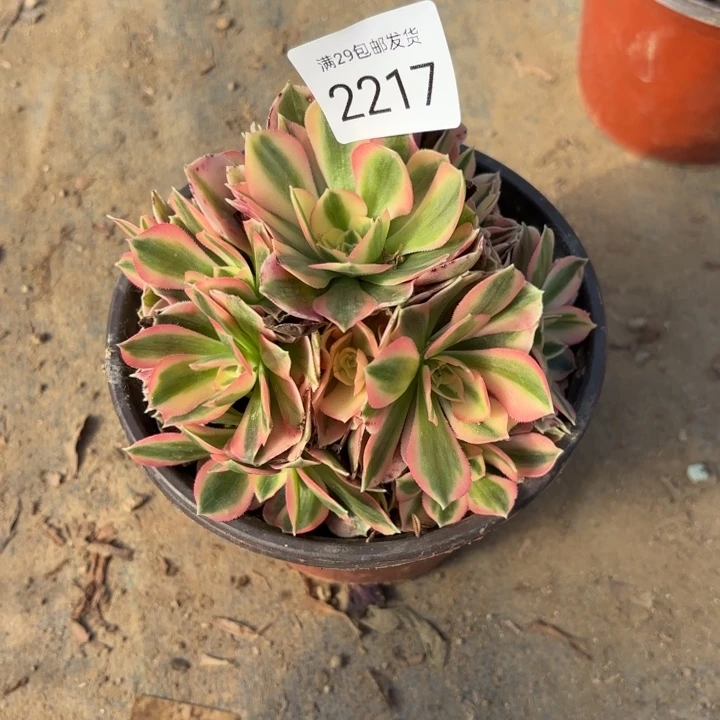 粉女巫多肉法师2217