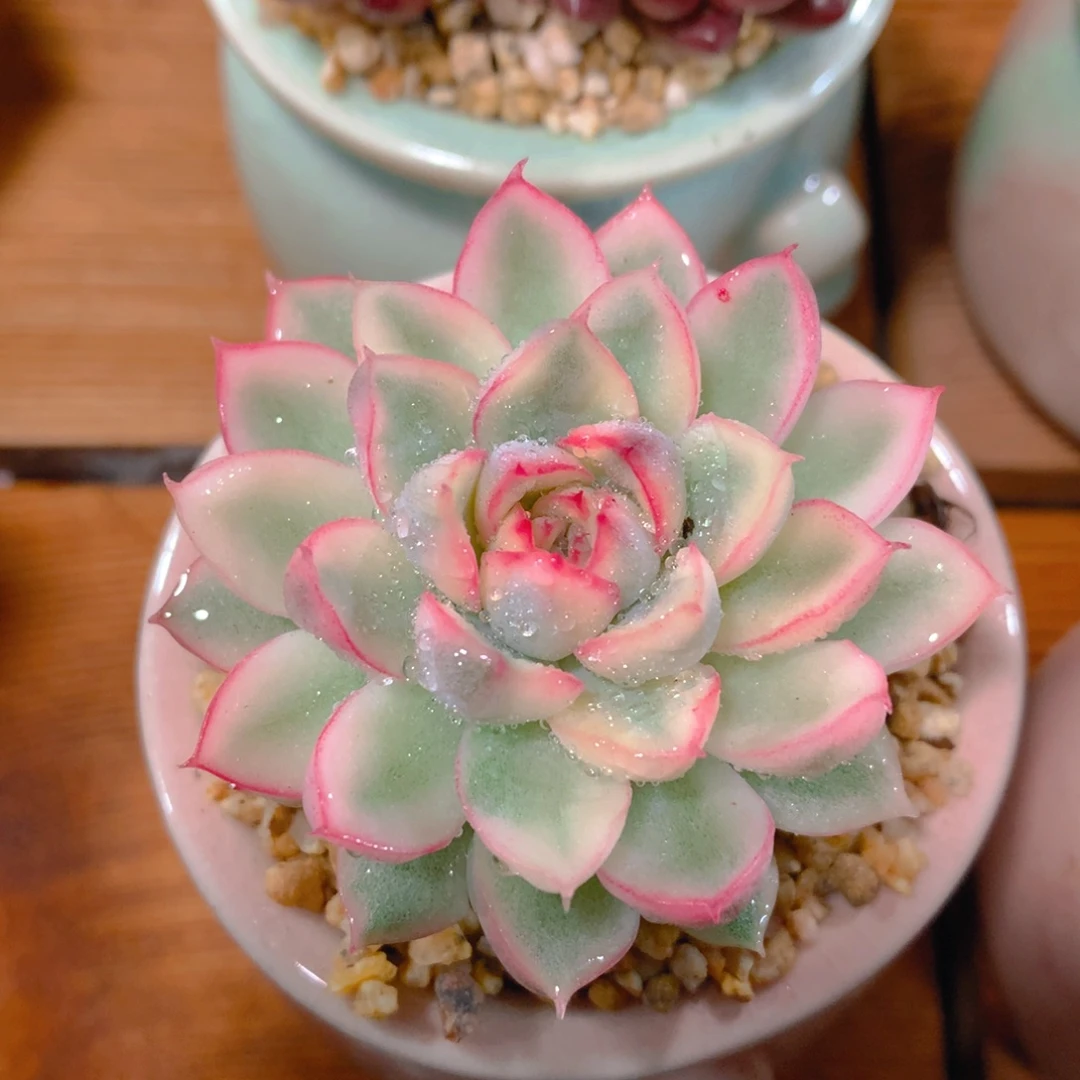 小尾巴5CM迷你拇指盆N044