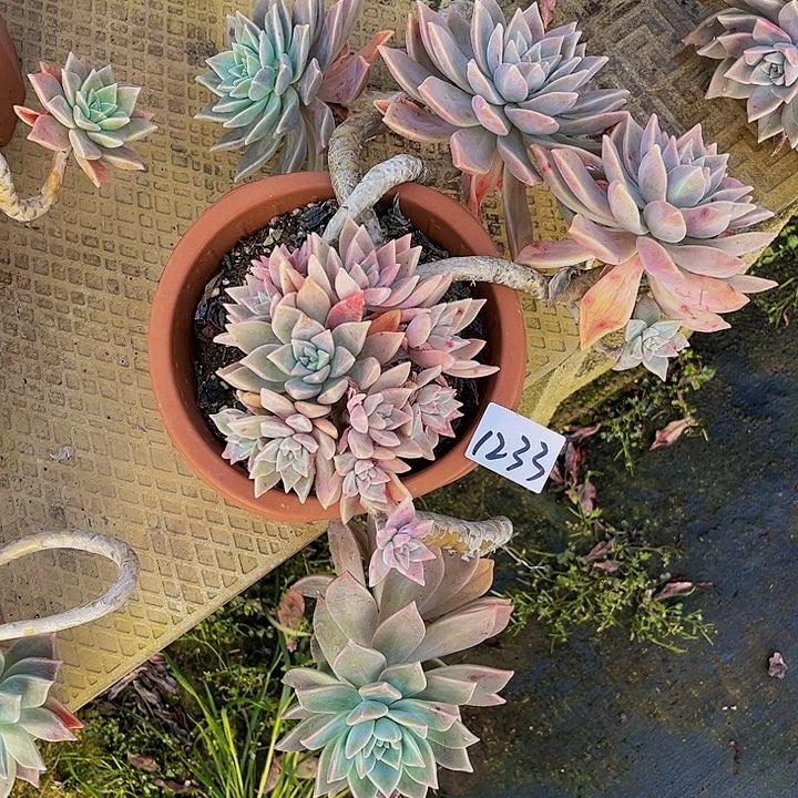 随*红粉等1233生