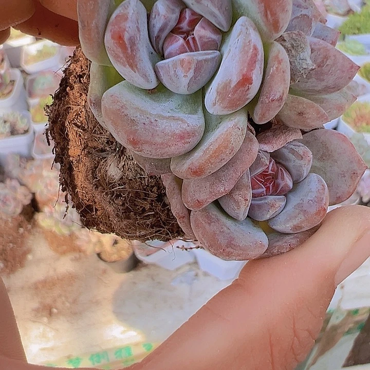 石榴籽群19包邮多肉