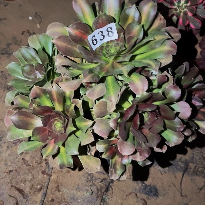 638妖月多肉植物处理不售后中班