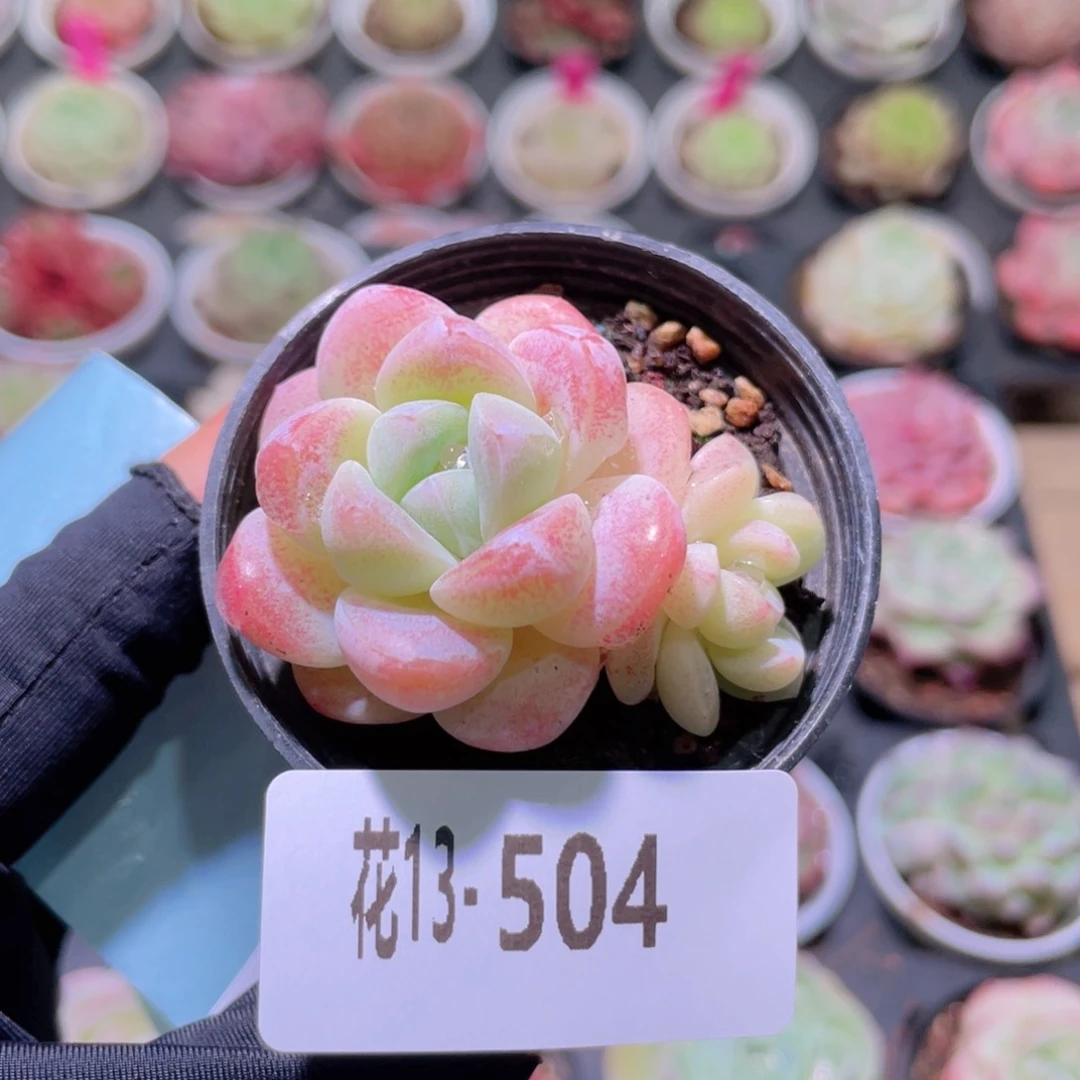 花利美13-504冰玉