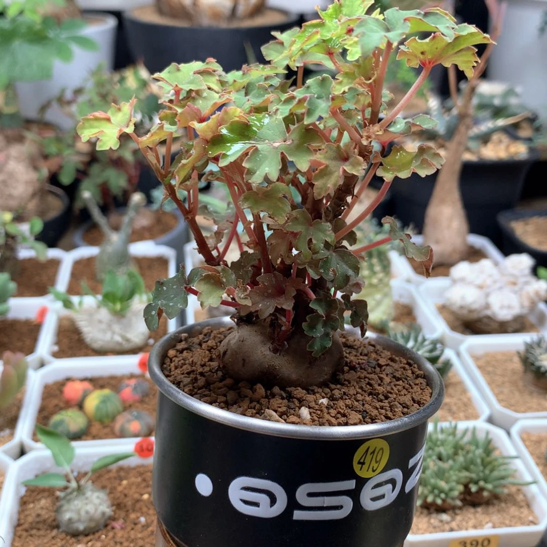 块根秋海棠带盆419