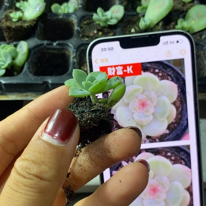 财富k芽苗一个多肉