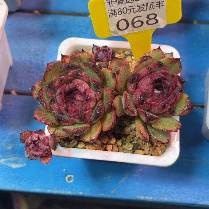 大068、vxbcbchvbbbb