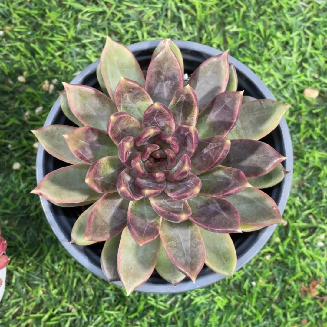 美人杂水晶冠幅11 公分一物一拍