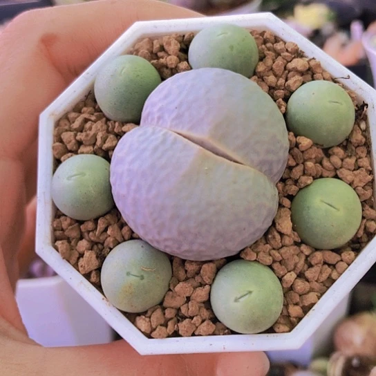 无花朵1274，1.3-3.5厘米