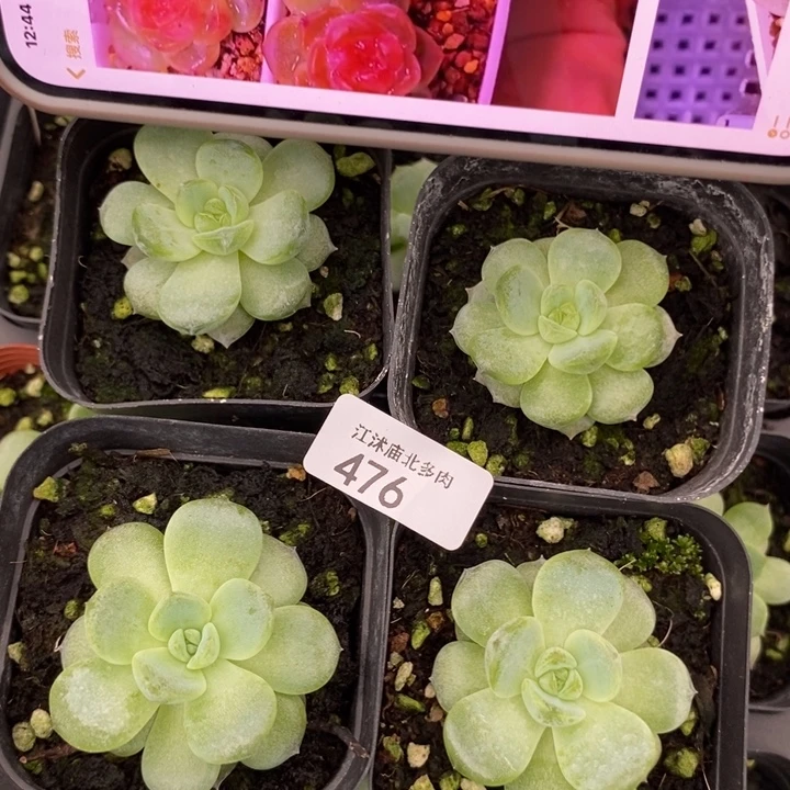标476红琥珀一个量拍