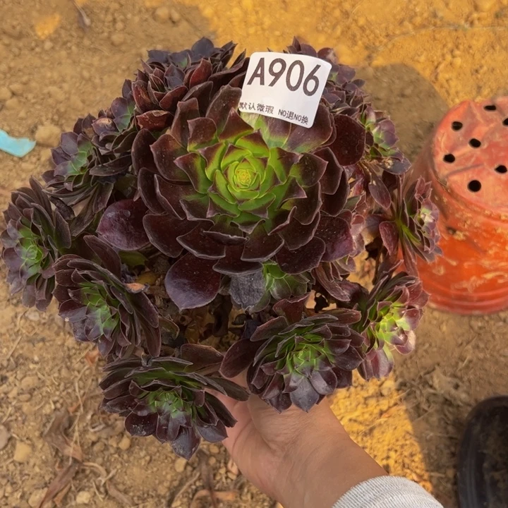 黑魔多肉植物906.