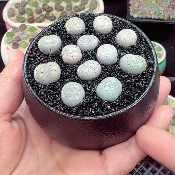 535零下地区记得拍保温箱