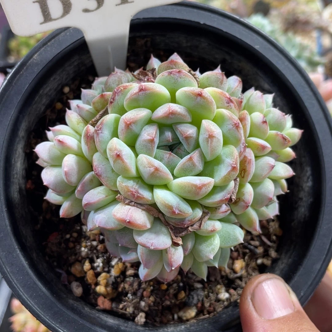 小*羊314不认识不带盆