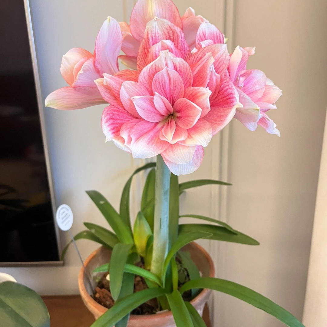 现货国内繁殖球朱顶红(双梦)4厘米