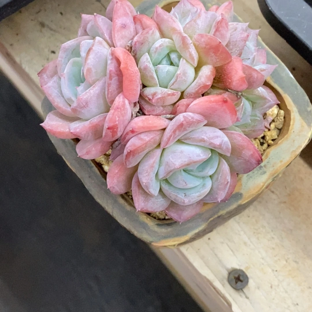 精品多肉一物一拍不包整127