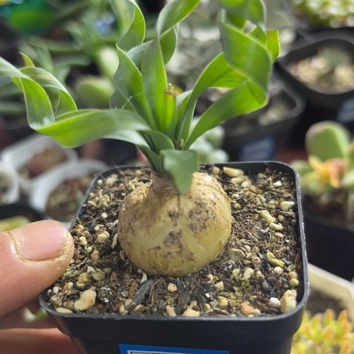 可爱多肉宽叶弹簧草018