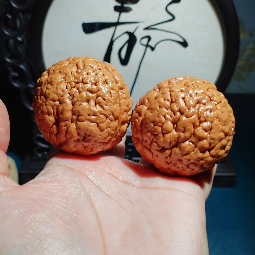 精品野生三瓣脑纹大金刚肚49高52