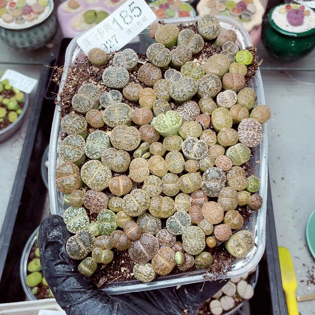 生石花满18包邮0927-185