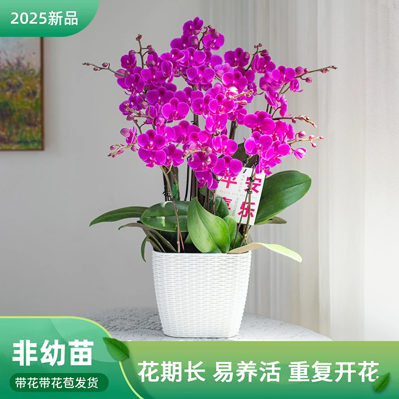 精品鲜花蝴蝶兰【满天红】室内 盆栽 客厅前台开业乔迁礼品
