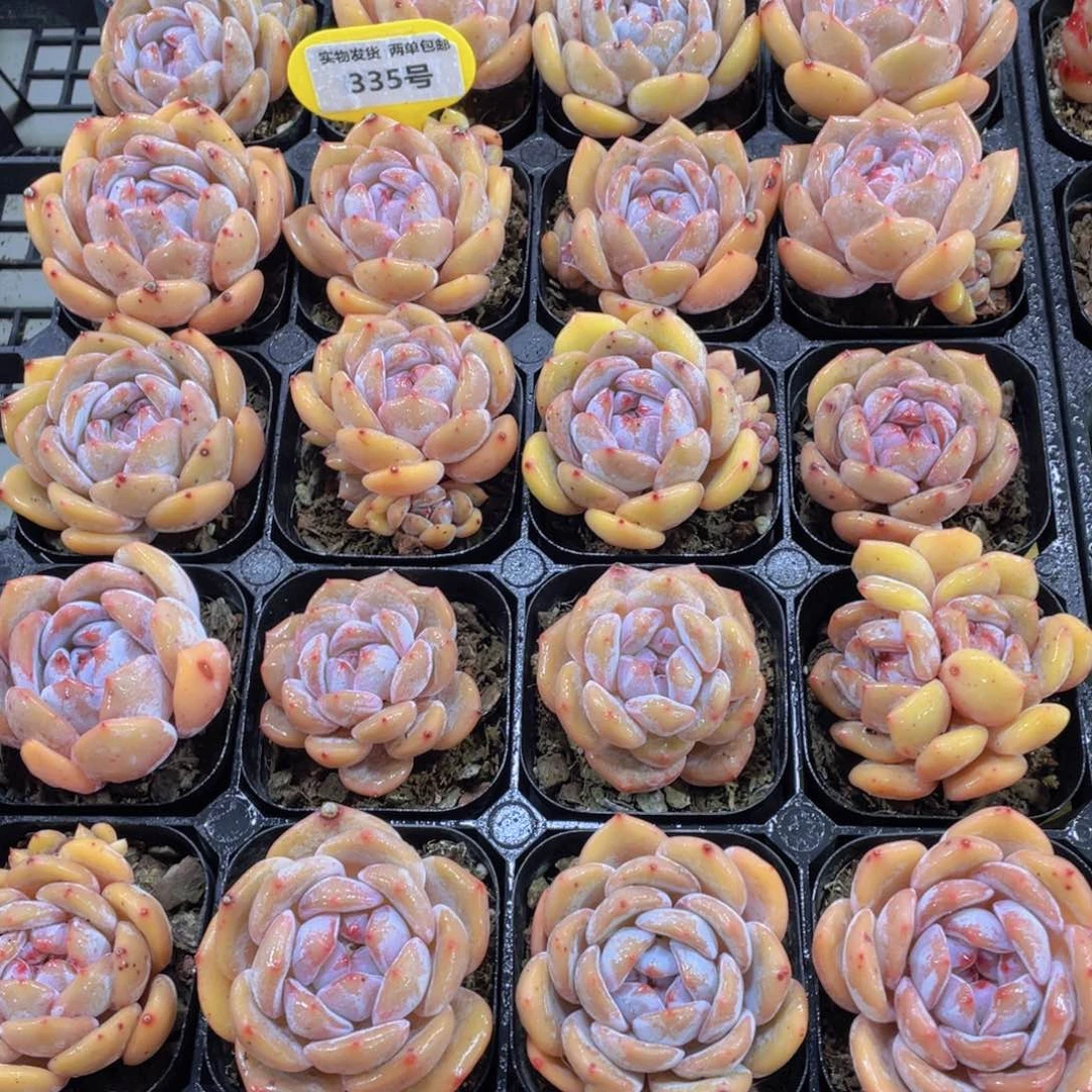 335号 全状态糖心包包韩橙五个