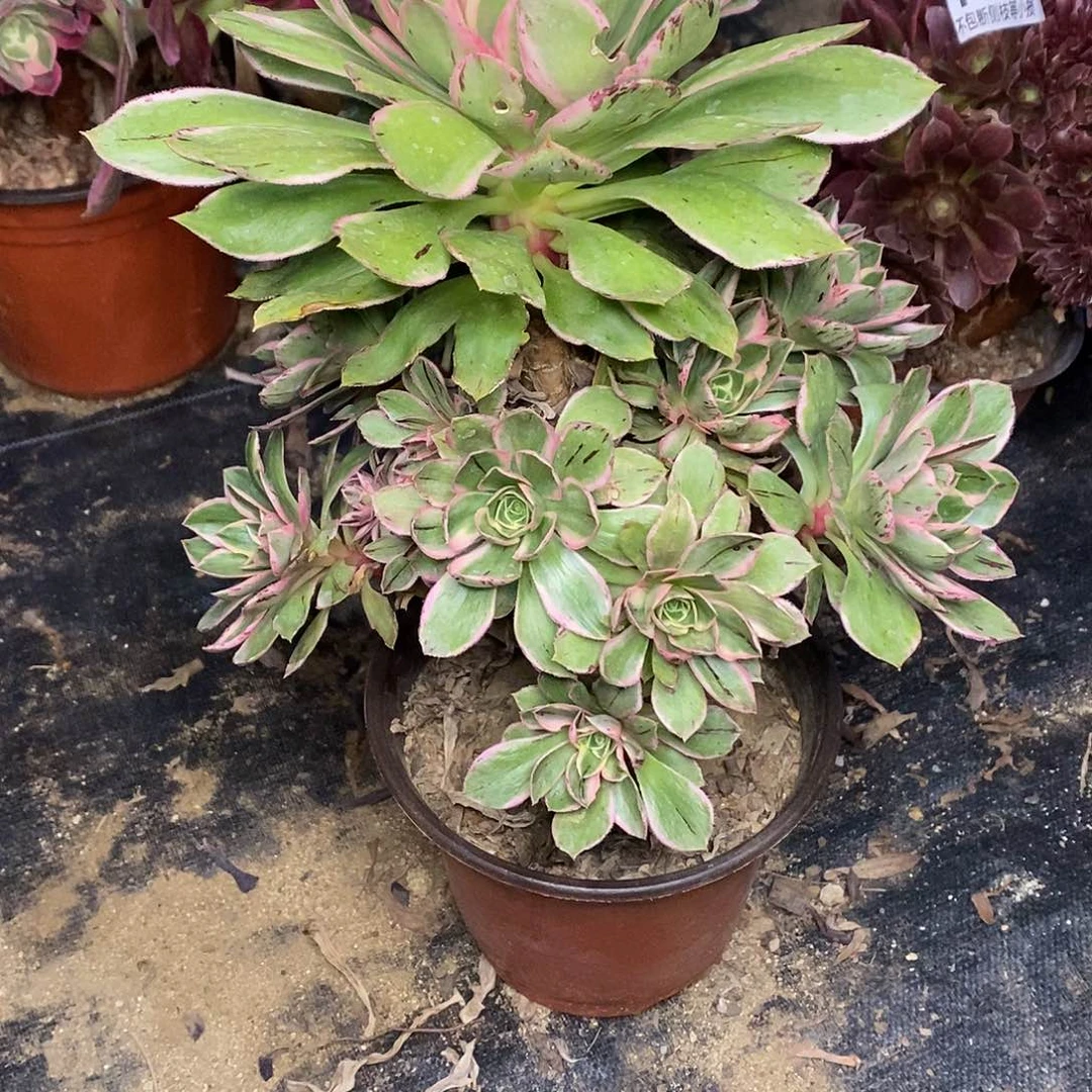 339大叶绿玫瑰锦多肉