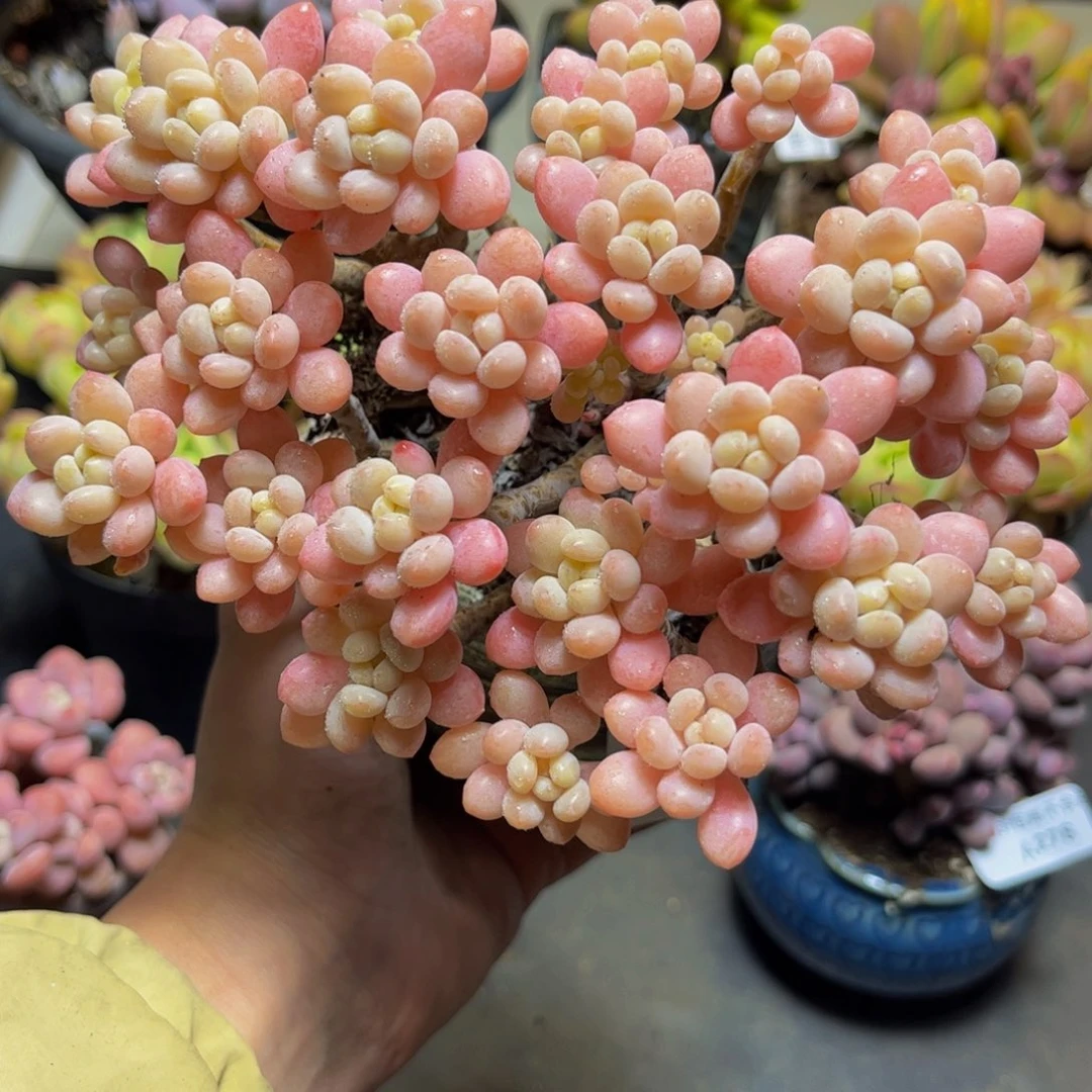 351冰淇淋鱼子酱15厘米多肉