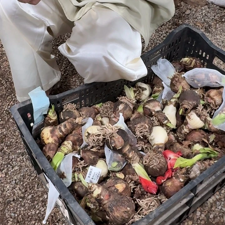 圣诞快乐5cm直径残次无售后