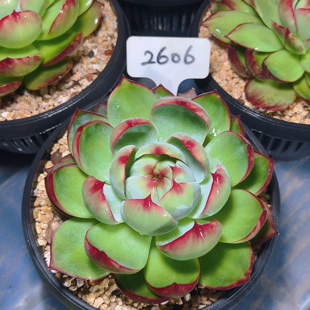 惊鸿仙子一物一拍2606号