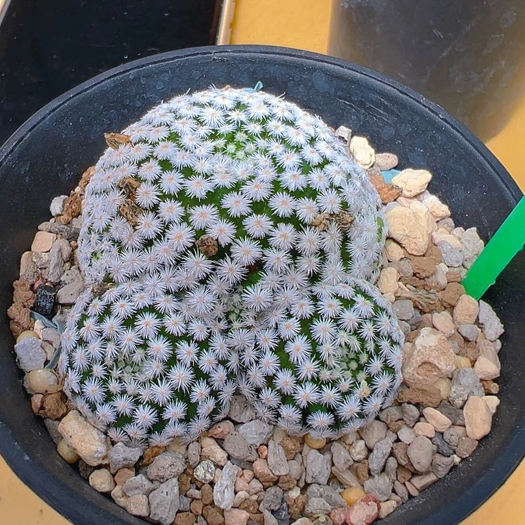 7339佛头春星侧芽自根
