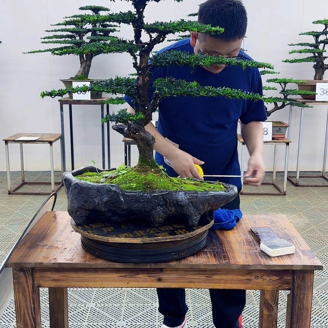 无花朵珍珠罗汉松造型盆景